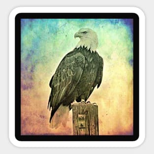 Eagle eye Sticker